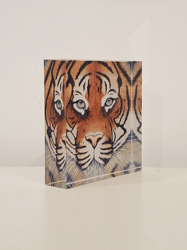 Impression sur verre acrylique - La tigresse